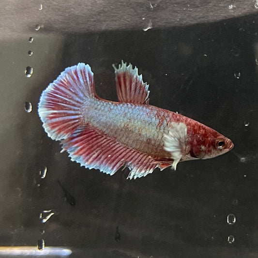the-fish-farm Female Betta Female Betta - One Only - Q Choose your own Female Betta at The Fish Farm Australia