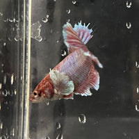 the-fish-farm Female Betta Female Betta - One Only - Q Choose your own Female Betta at The Fish Farm Australia