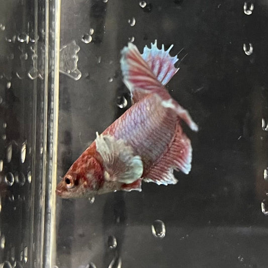 the-fish-farm Female Betta Female Betta - One Only - Q Choose your own Female Betta at The Fish Farm Australia