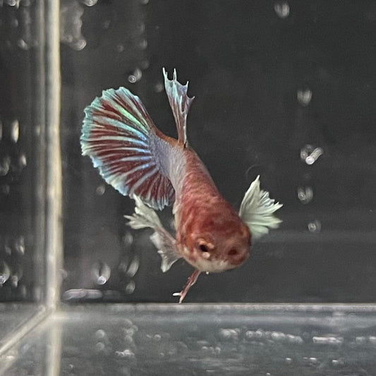 the-fish-farm Female Betta Female Betta - One Only - Q Choose your own Female Betta at The Fish Farm Australia
