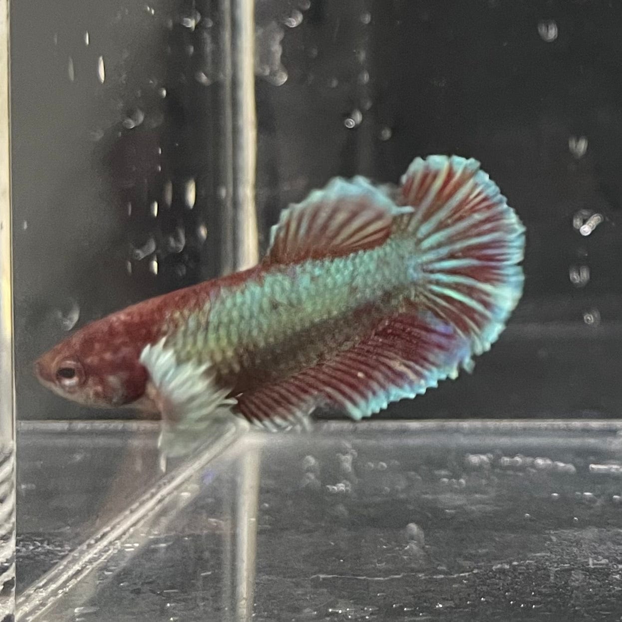 the-fish-farm Female Betta Female Betta - One Only - Q Choose your own Female Betta at The Fish Farm Australia
