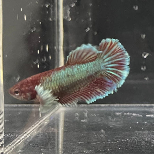 the-fish-farm Female Betta Female Betta - One Only - Q Choose your own Female Betta at The Fish Farm Australia