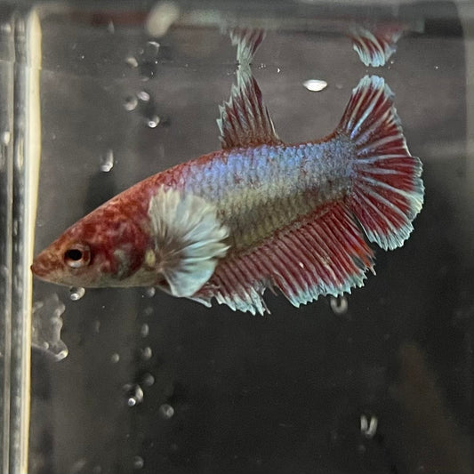the-fish-farm Female Betta Female Betta - One Only - Q Choose your own Female Betta at The Fish Farm Australia