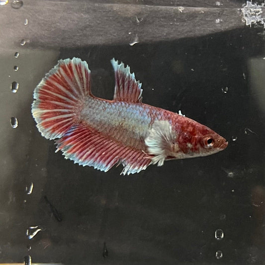 the-fish-farm Female Betta Female Betta - One Only - Q Choose your own Female Betta at The Fish Farm Australia