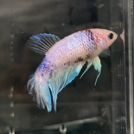 the-fish-farm Female Betta Female Betta - One Only - Q Choose your own Female Betta at The Fish Farm Australia