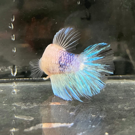 the-fish-farm Female Betta Female Betta - One Only - Q Choose your own Female Betta at The Fish Farm Australia