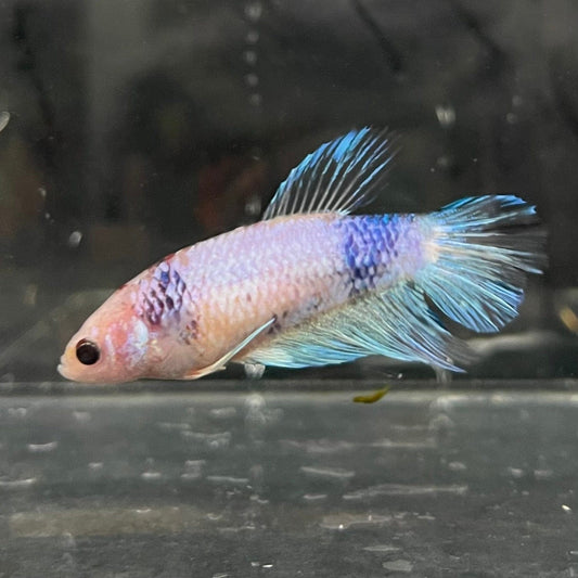 the-fish-farm Female Betta Female Betta - One Only - Q Choose your own Female Betta at The Fish Farm Australia