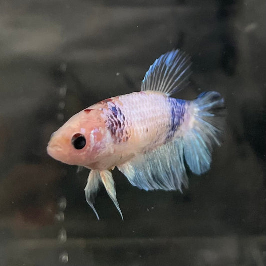 the-fish-farm Female Betta Female Betta - One Only - Q Choose your own Female Betta at The Fish Farm Australia