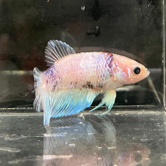 the-fish-farm Female Betta Female Betta - One Only - Q Choose your own Female Betta at The Fish Farm Australia