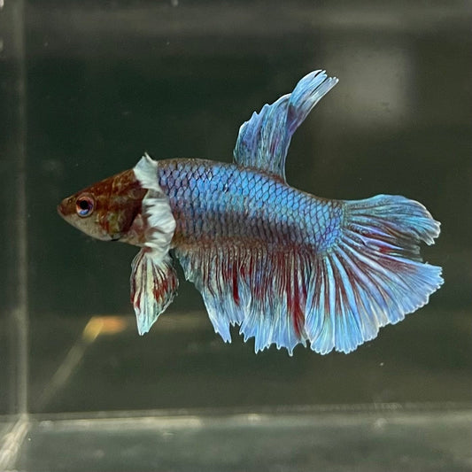 the-fish-farm Female Betta Female Betta - One Only - Q Choose your own Female Betta at The Fish Farm Australia
