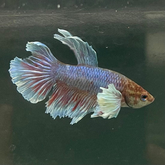 the-fish-farm Female Betta Female Betta - One Only - Q Choose your own Female Betta at The Fish Farm Australia