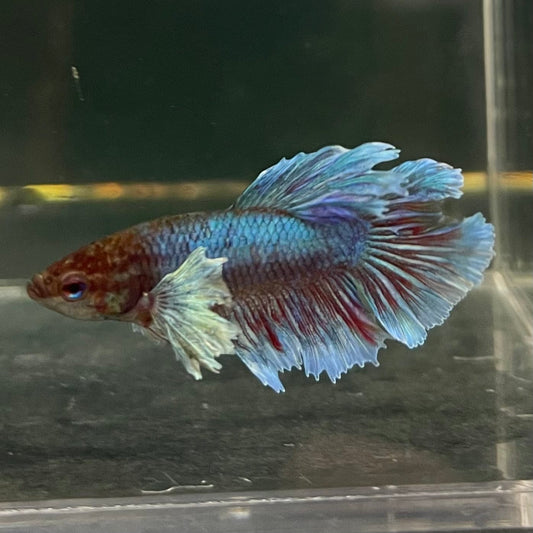 the-fish-farm Female Betta Female Betta - One Only - Q Choose your own Female Betta at The Fish Farm Australia