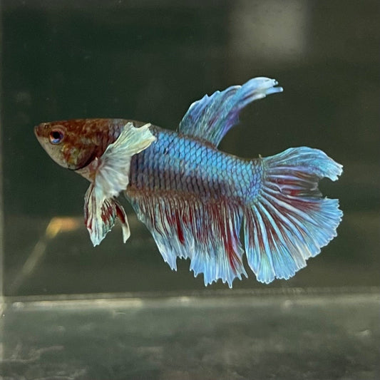 the-fish-farm Female Betta Female Betta - One Only - Q Choose your own Female Betta at The Fish Farm Australia