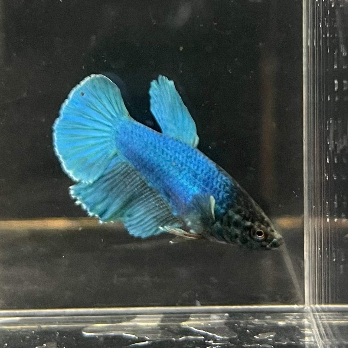 the-fish-farm Female Betta Female Betta - One Only - Q Choose your own Female Betta at The Fish Farm Australia