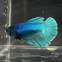 the-fish-farm Female Betta Female Betta - One Only - Q Choose your own Female Betta at The Fish Farm Australia