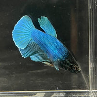 the-fish-farm Female Betta Female Betta - One Only - Q Choose your own Female Betta at The Fish Farm Australia