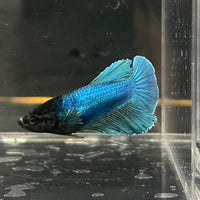 the-fish-farm Female Betta Female Betta - One Only - Q Choose your own Female Betta at The Fish Farm Australia