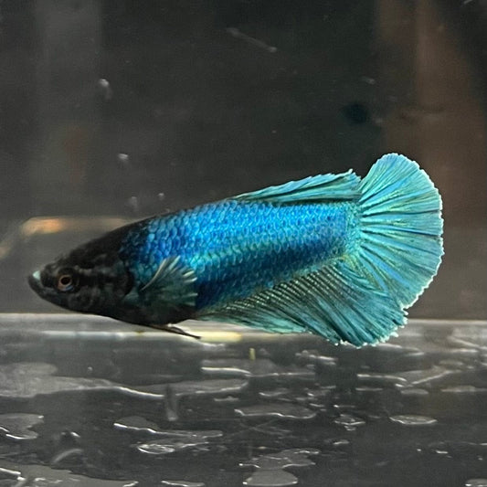 the-fish-farm Female Betta Female Betta - One Only - Q Choose your own Female Betta at The Fish Farm Australia