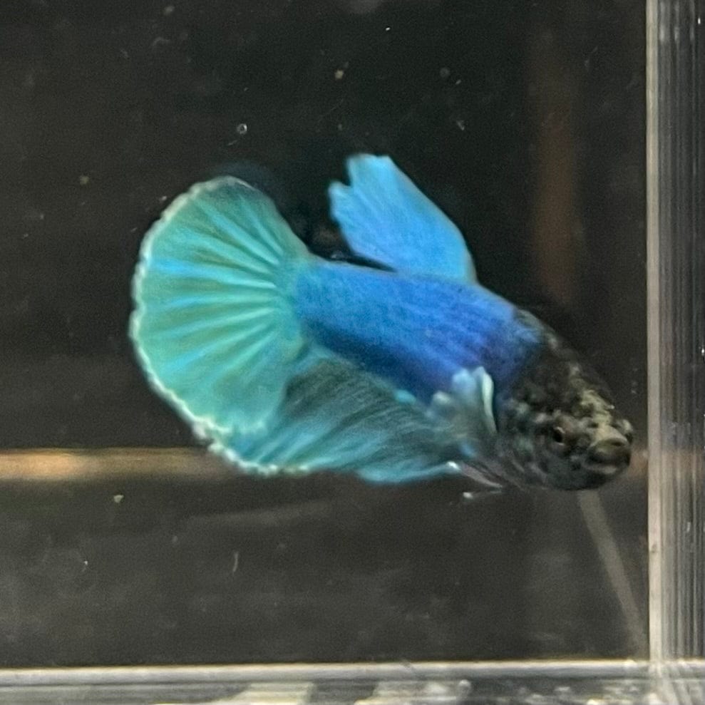 the-fish-farm Female Betta Female Betta - One Only - Q Choose your own Female Betta at The Fish Farm Australia