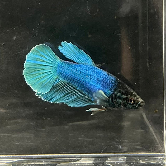 the-fish-farm Female Betta Female Betta - One Only - Q Choose your own Female Betta at The Fish Farm Australia