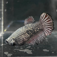 the-fish-farm Female Betta Female Betta - One Only - Q Choose your own Female Betta at The Fish Farm Australia