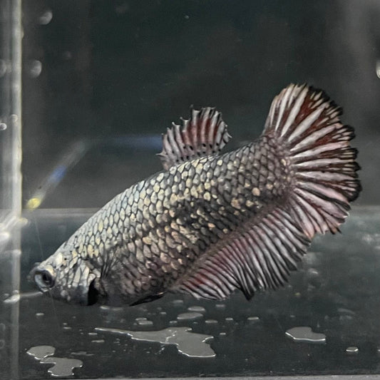 the-fish-farm Female Betta Female Betta - One Only - Q Choose your own Female Betta at The Fish Farm Australia