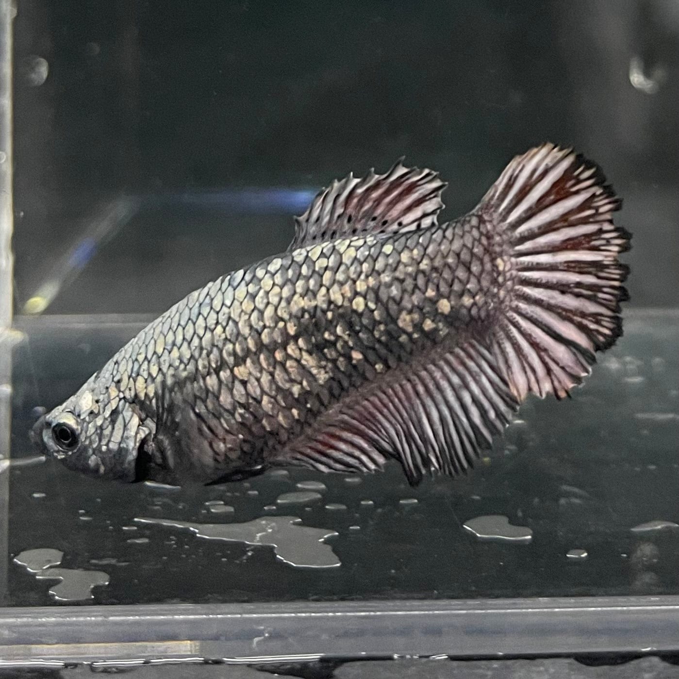 the-fish-farm Female Betta Female Betta - One Only - Q Choose your own Female Betta at The Fish Farm Australia