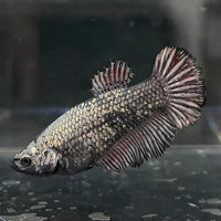 the-fish-farm Female Betta Female Betta - One Only - Q Choose your own Female Betta at The Fish Farm Australia