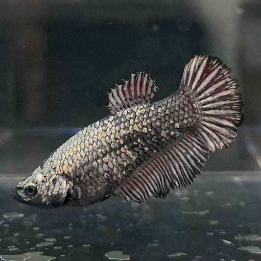 the-fish-farm Female Betta Female Betta - One Only - Q Choose your own Female Betta at The Fish Farm Australia