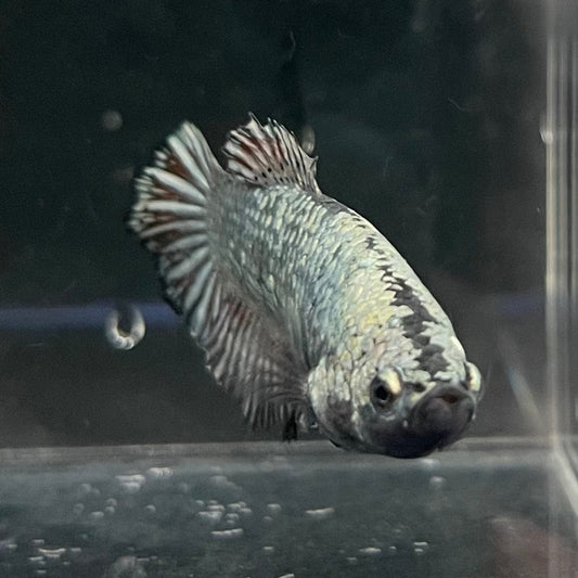 the-fish-farm Female Betta Female Betta - One Only - Q Choose your own Female Betta at The Fish Farm Australia