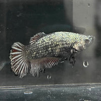 the-fish-farm Female Betta Female Betta - One Only - Q Choose your own Female Betta at The Fish Farm Australia
