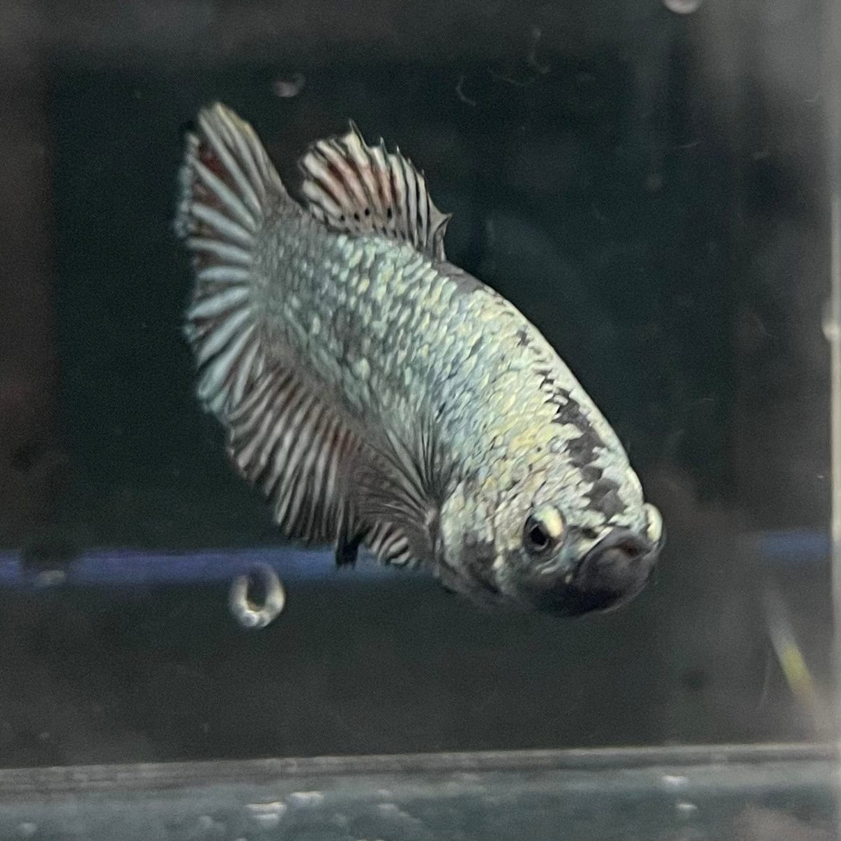 the-fish-farm Female Betta Female Betta - One Only - Q Choose your own Female Betta at The Fish Farm Australia