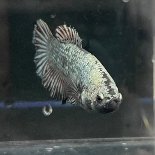 the-fish-farm Female Betta Female Betta - One Only - Q Choose your own Female Betta at The Fish Farm Australia