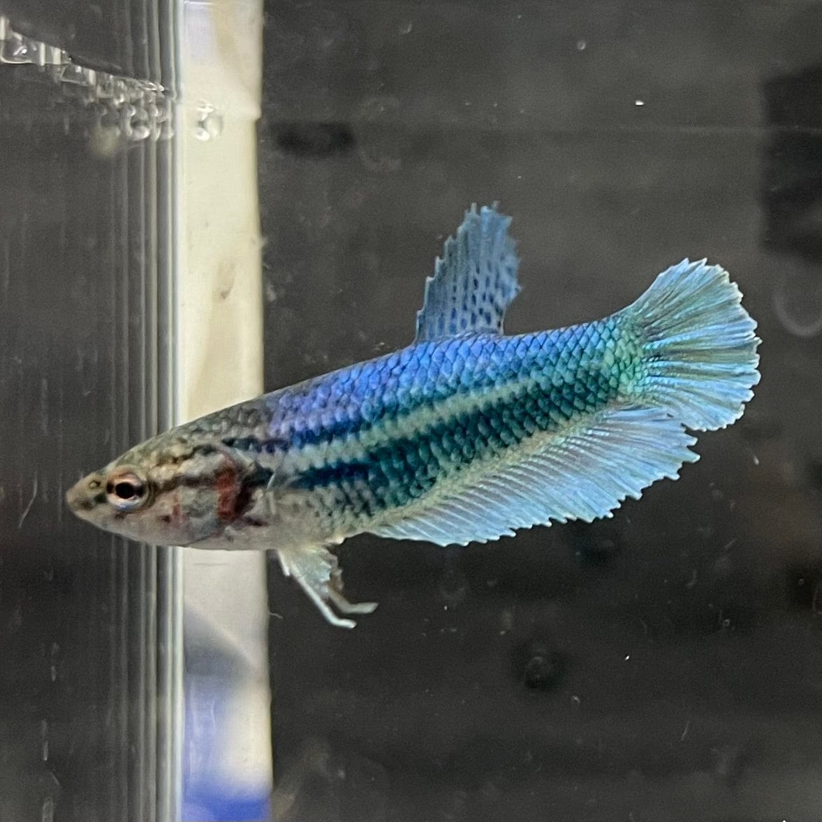 the-fish-farm Female Betta Female Betta - One Only - Q Choose your own Female Betta at The Fish Farm Australia