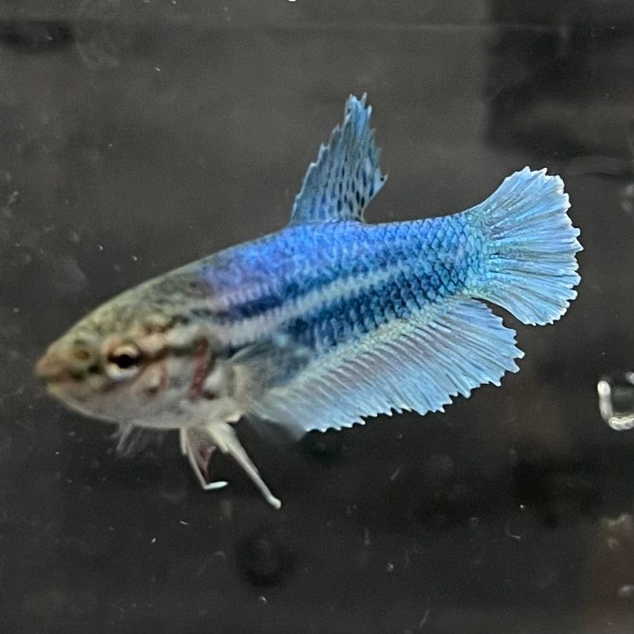 the-fish-farm Female Betta Female Betta - One Only - Q Choose your own Female Betta at The Fish Farm Australia