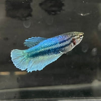 the-fish-farm Female Betta Female Betta - One Only - Q Choose your own Female Betta at The Fish Farm Australia