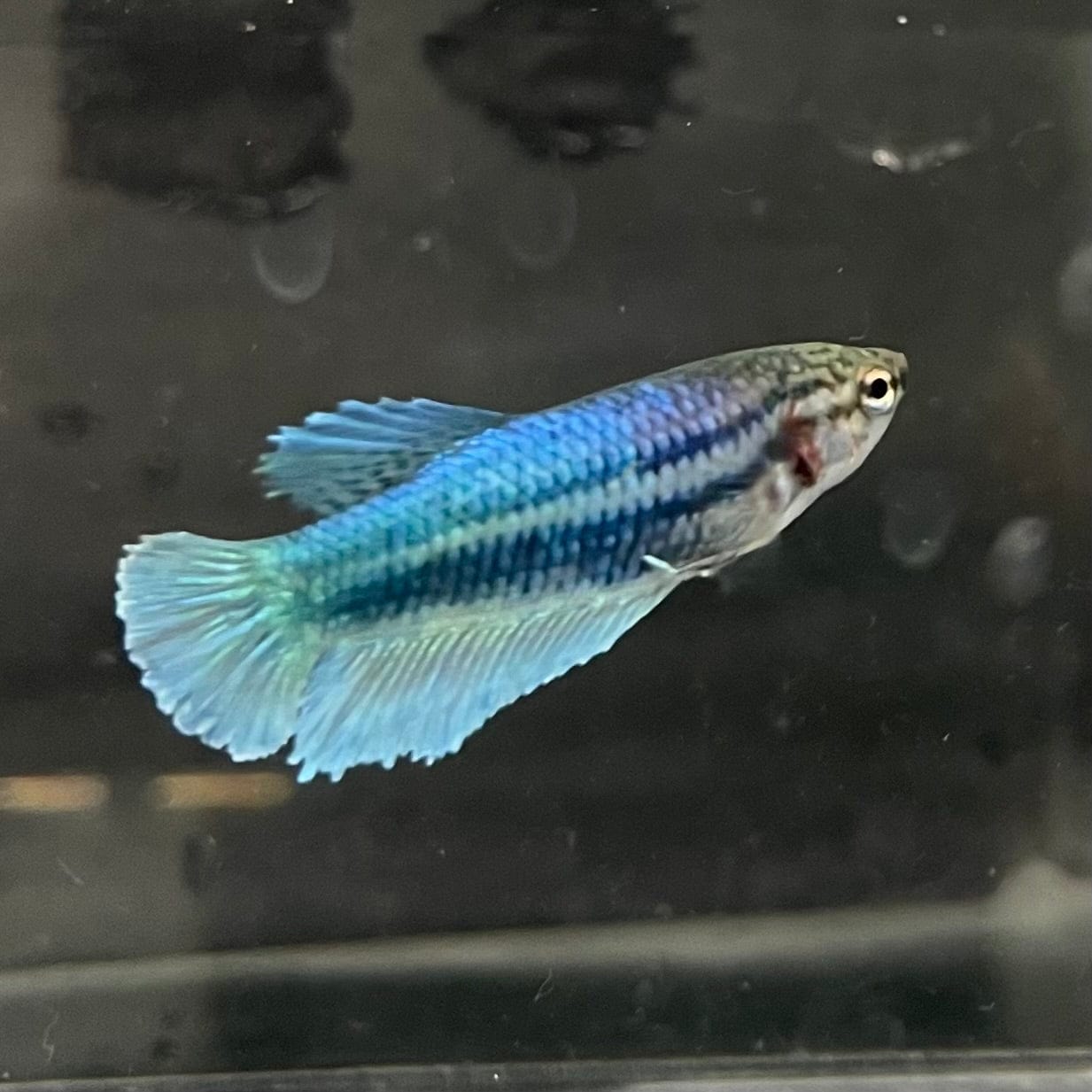 the-fish-farm Female Betta Female Betta - One Only - Q Choose your own Female Betta at The Fish Farm Australia