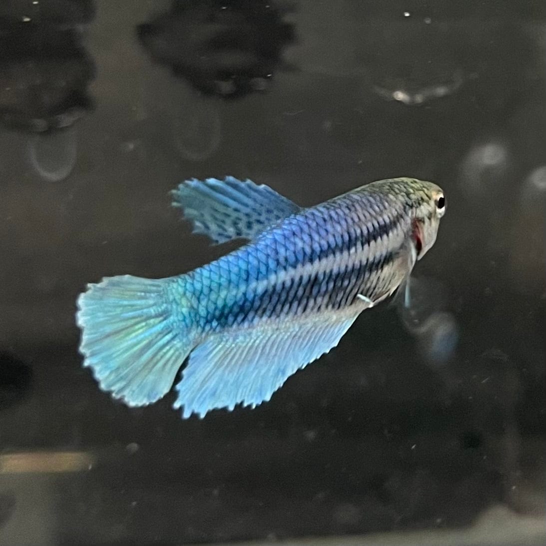 the-fish-farm Female Betta Female Betta - One Only - Q Choose your own Female Betta at The Fish Farm Australia