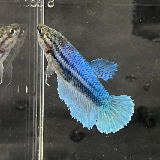 the-fish-farm Female Betta Female Betta - One Only - Q Choose your own Female Betta at The Fish Farm Australia