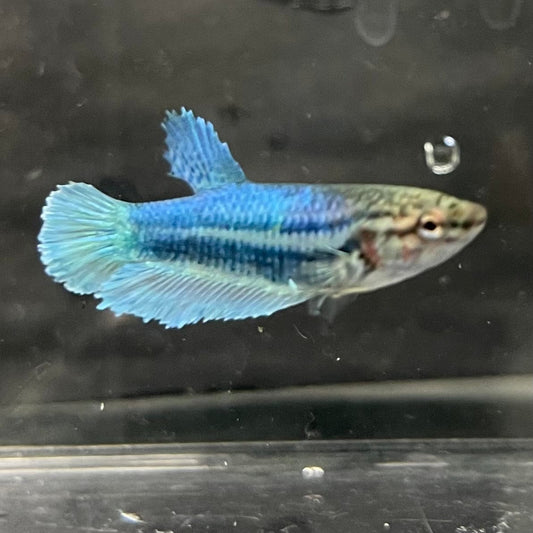 the-fish-farm Female Betta Female Betta - One Only - Q Choose your own Female Betta at The Fish Farm Australia