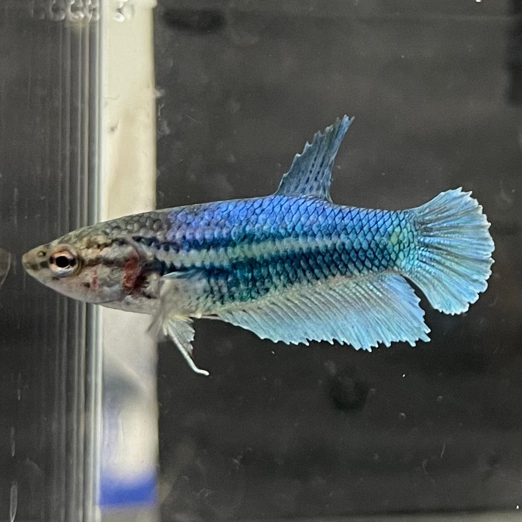 the-fish-farm Female Betta Female Betta - One Only - Q Choose your own Female Betta at The Fish Farm Australia