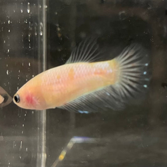 the-fish-farm Female Betta Female Betta - One Only - Q Choose your own Female Betta at The Fish Farm Australia