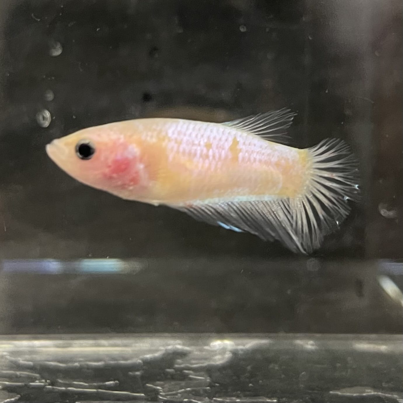 the-fish-farm Female Betta Female Betta - One Only - Q Choose your own Female Betta at The Fish Farm Australia