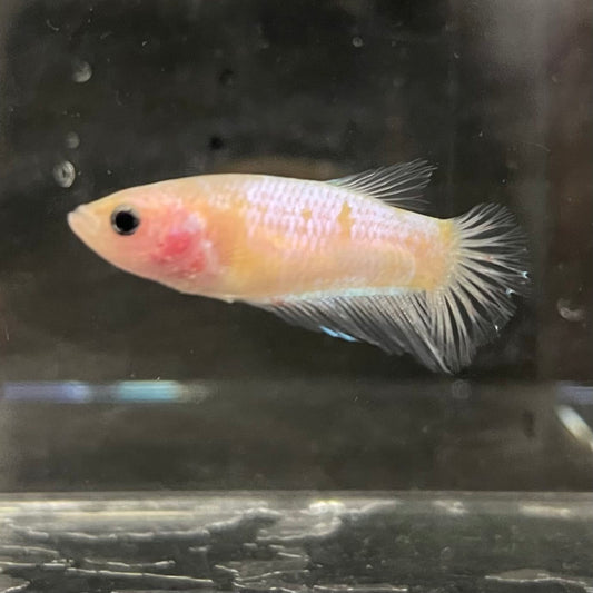 the-fish-farm Female Betta Female Betta - One Only - Q Choose your own Female Betta at The Fish Farm Australia