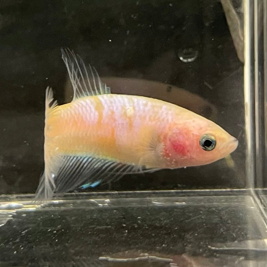 the-fish-farm Female Betta Female Betta - One Only - Q Choose your own Female Betta at The Fish Farm Australia