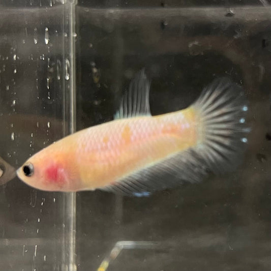 the-fish-farm Female Betta Female Betta - One Only - Q Choose your own Female Betta at The Fish Farm Australia
