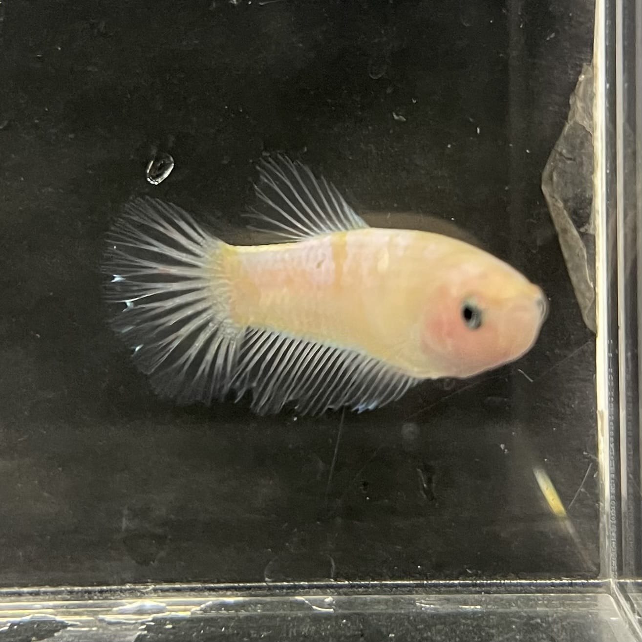 the-fish-farm Female Betta Female Betta - One Only - Q Choose your own Female Betta at The Fish Farm Australia