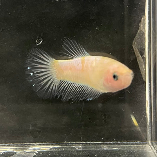 the-fish-farm Female Betta Female Betta - One Only - Q Choose your own Female Betta at The Fish Farm Australia