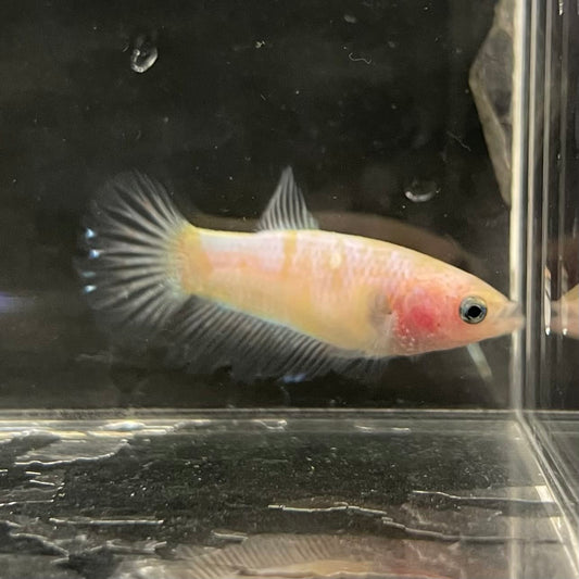 the-fish-farm Female Betta Female Betta - One Only - Q Choose your own Female Betta at The Fish Farm Australia