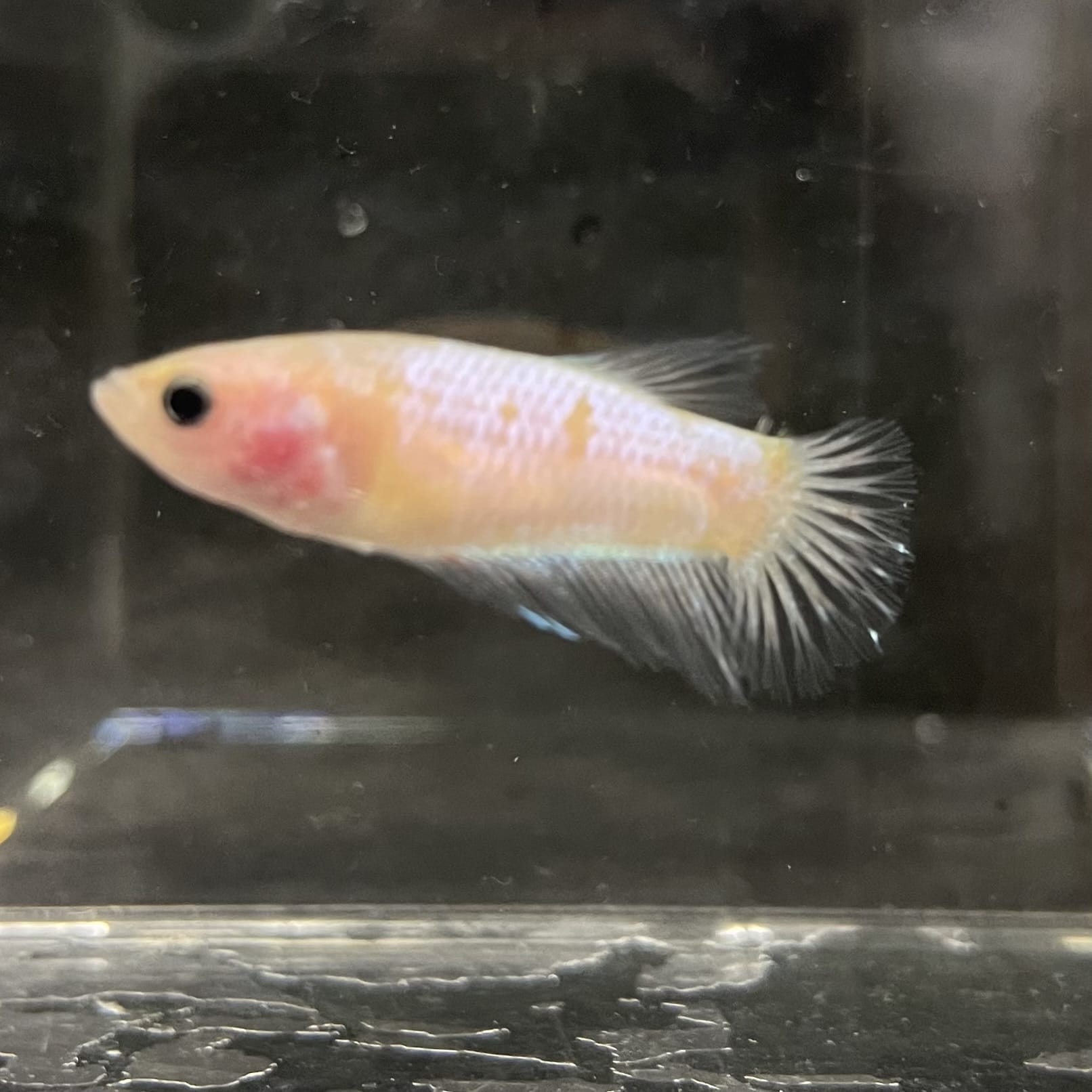 the-fish-farm Female Betta Female Betta - One Only - Q Choose your own Female Betta at The Fish Farm Australia